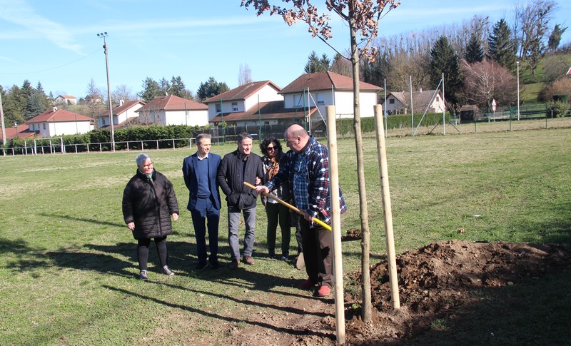 Un chne plant au parc Vert-mle