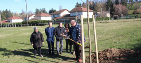 Un chne plant au parc Vert-mle