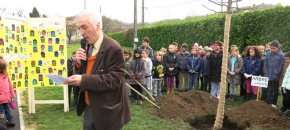 Plantation d'un arbre de la lacit